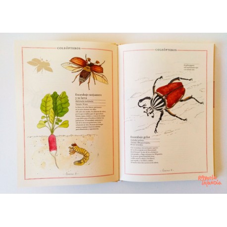 doloroso esqueleto Para editar INVENTARIO ILUSTRADO DE INSECTOS, de virginie aladjidi | Comprar libro